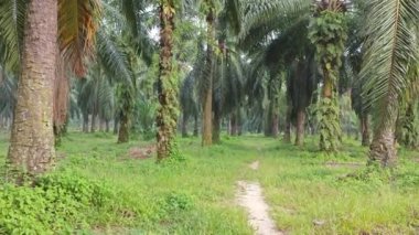 Çiftlikteki canlı yeşil bitki örtüsü.