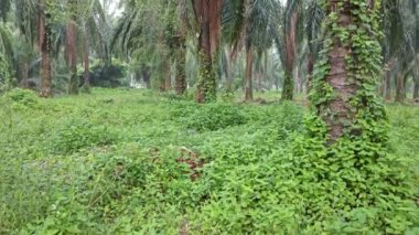 Çiftlikteki canlı yeşil bitki örtüsü.