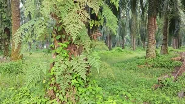 Paisaje Vegetación Verde Vibrante Plantación — Vídeo de stock
