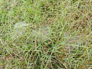 Çimen Örümceğinin Ağları üzerindeki çiy tanesi.