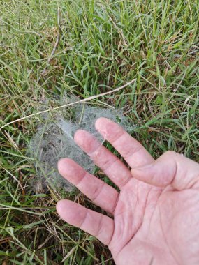 Çimen Örümceğinin Ağları üzerindeki çiy tanesi.