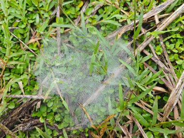 Çimen Örümceğinin Ağları üzerindeki çiy tanesi.