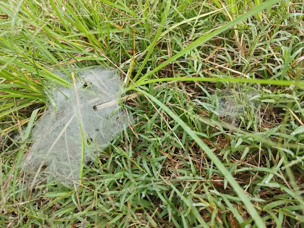 Dew Στο Webs Grass Spider — Φωτογραφία Αρχείου