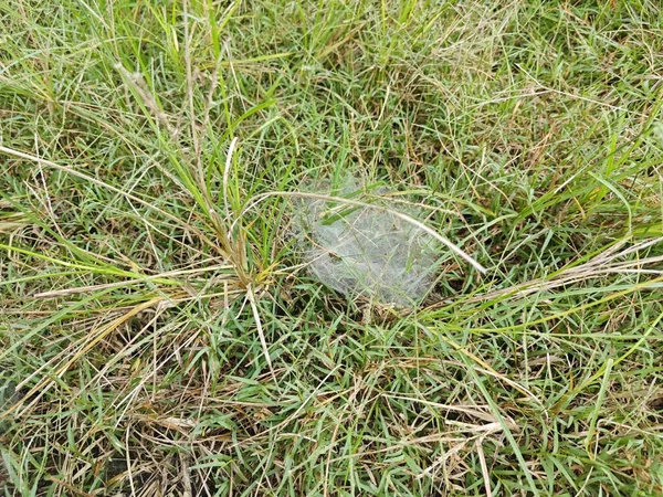Dew Webs Grass Spider — стоковое фото