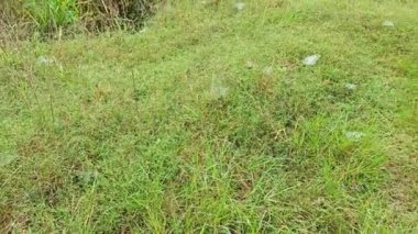 Çimen Örümceğinin Ağları üzerindeki çiy tanesi. 