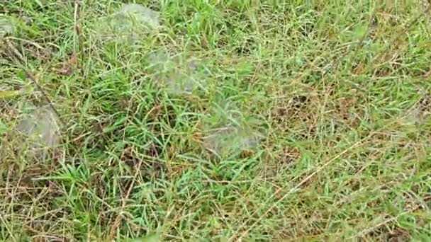 Dew Webs Grass Spider — Stock video