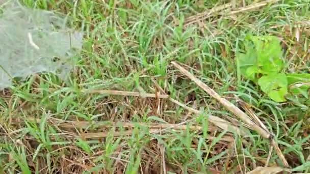Dew Webs Grass Spider — стоковое видео