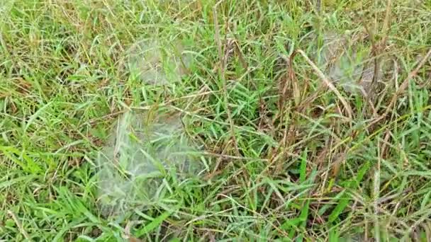 Dew Webs Grass Spider — стоковое видео