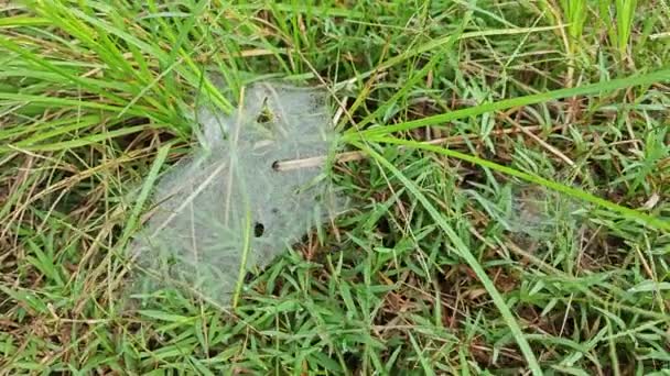 Dew Στο Webs Grass Spider — Αρχείο Βίντεο