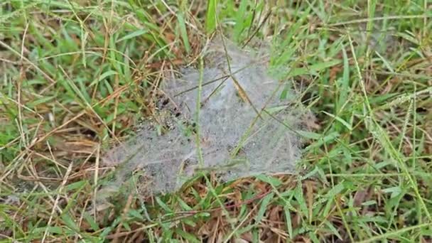 Dew Στο Webs Grass Spider — Αρχείο Βίντεο