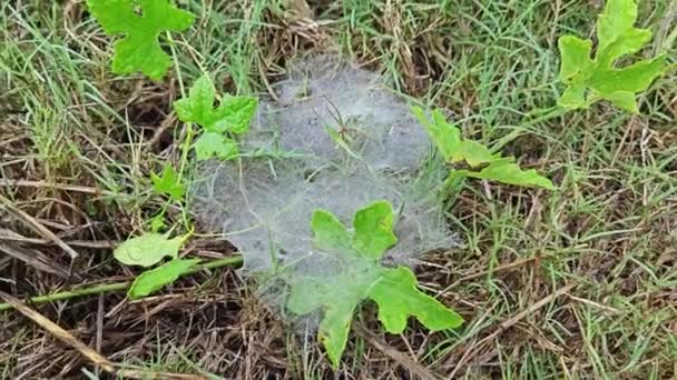 Dew Webs Grass Spider — Stockvideo
