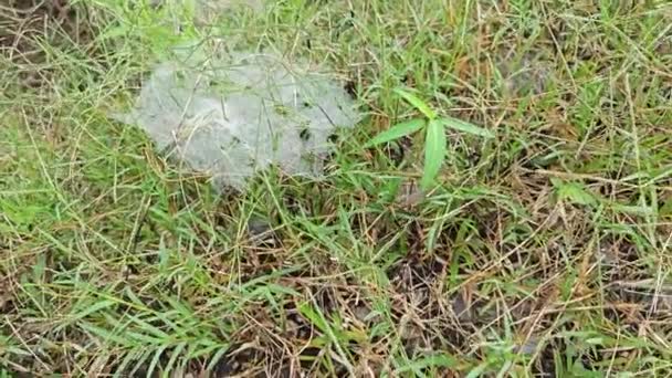 Orvalho Webs Grass Spider — Vídeo de Stock