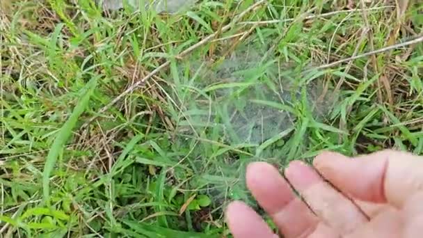 Roua Site Urile Web Ale Păianjenului Iarbă — Videoclip de stoc