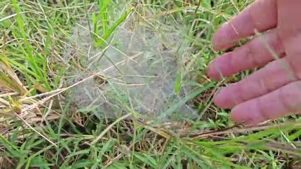 Orvalho Webs Grass Spider — Vídeo de Stock