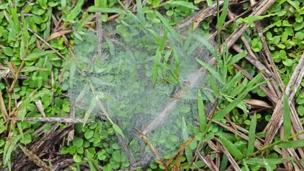 Dew Webs Grass Spider — Stock Video