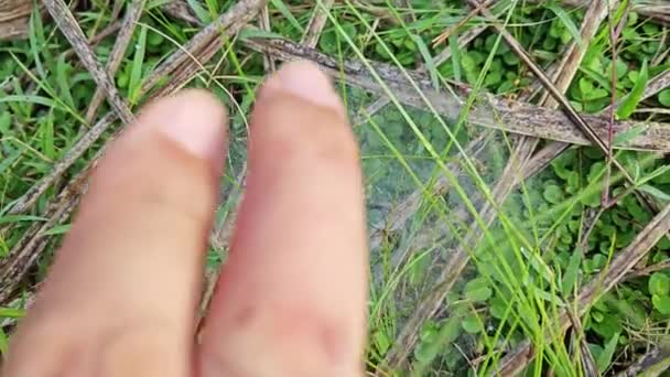 Tau Auf Den Netzen Der Grasspinne — Stockvideo