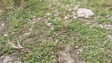 Vahşi evrimleşen nummularius otların arasında yetişir.. 