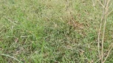 Çimen Örümceğinin Ağları üzerindeki çiy tanesi. 