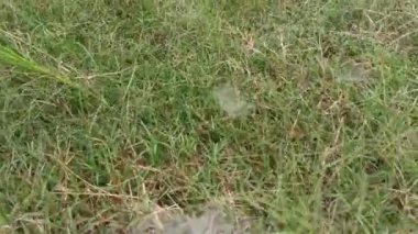 Çimen Örümceğinin Ağları üzerindeki çiy tanesi. 