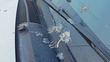 Beyaz bir arabanın yüzeyine güvercin dışkısı..