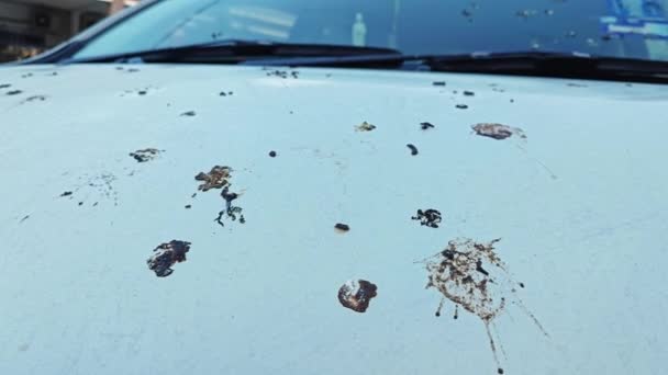 Pigeon Droppings Surface White Car Body — Stock Video