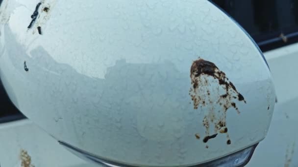 白い車体の表面にハトが落下する — ストック動画