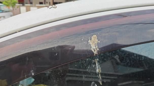 Pigeon Droppings Surface White Car Body — Stock Video