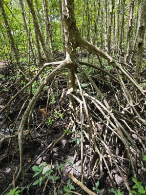 Mangrove ormanının kıyı manzarası.