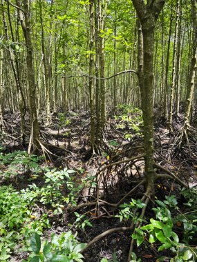 Mangrove ormanının kıyı manzarası.