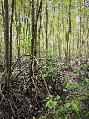 Mangrove ormanının kıyı manzarası.