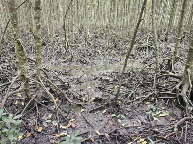 Mangrove ormanının kıyı manzarası.