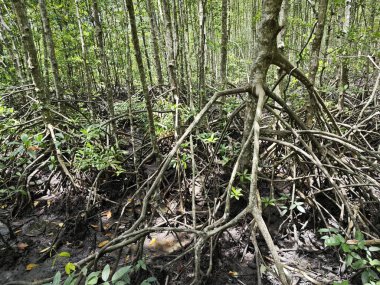 Mangrove ormanının kıyı manzarası.