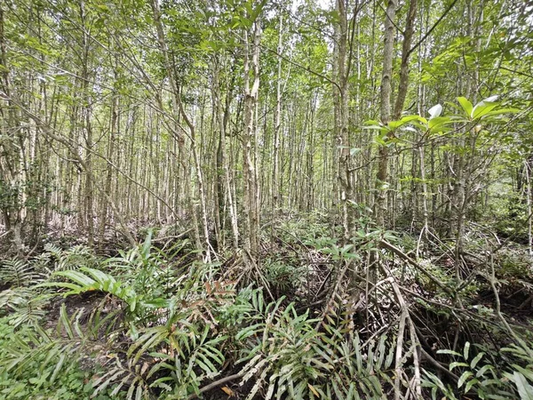 Pobřežní Krajinná Scéna Mangrovového Lesa — Stock fotografie