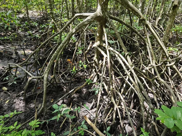 Ακτογραμμή Τοπίο Σκηνή Του Δάσους Mangrove — Φωτογραφία Αρχείου