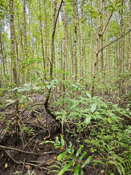 Cenário Paisagístico Litoral Floresta Manguezais — Fotografia de Stock