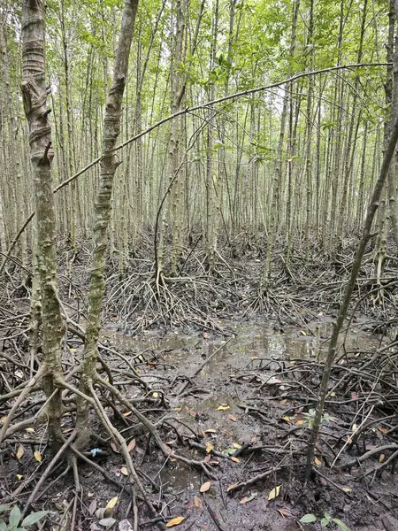 Pobřežní Krajinná Scéna Mangrovového Lesa — Stock fotografie