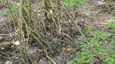 Mangrove ormanının kıyı manzarası.