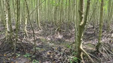 Mangrove ormanının kıyı manzarası.