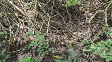 Mangrove ormanının kıyı manzarası.