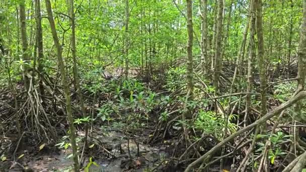 Paesaggio Costiero Scena Della Foresta Mangrovie — Video Stock
