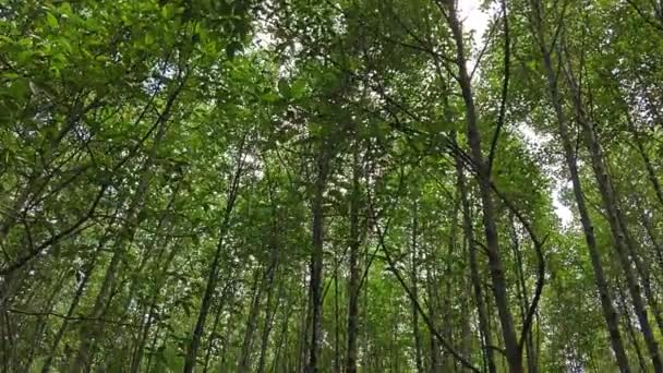 红树森林的海岸景观 — 图库视频影像