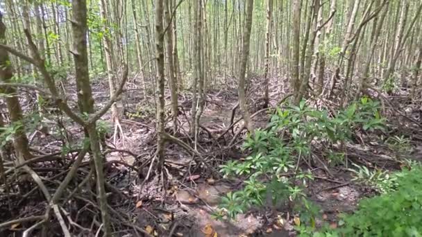 Cenário Paisagístico Litoral Floresta Manguezais — Vídeo de Stock