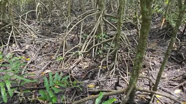 Mangrove Ormanının Kıyı Manzarası — Stok video