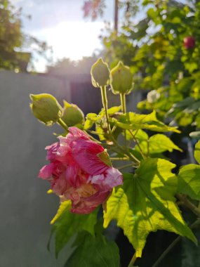 Hibiscus mutabilis bitkisinin çiçek yaprakları rengi.