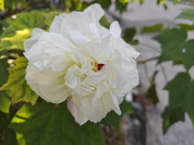 Hibiscus mutabilis bitkisinin çiçek yaprakları rengi.