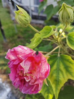 Hibiscus mutabilis bitkisinin çiçek yaprakları rengi.