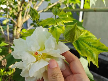 Hibiscus mutabilis bitkisinin çiçek yaprakları rengi.