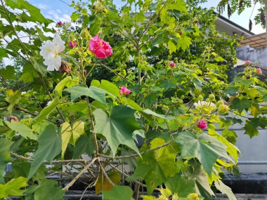 Hibiscus mutabilis bitkisinin çiçek yaprakları rengi.