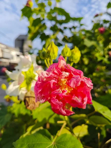 花の可変性ペタルの色 ハイビスカスの可変性植物 — ストック写真