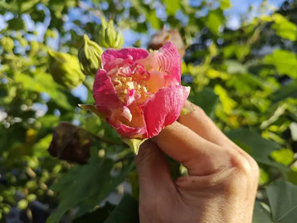Květinově Vyměnitelné Okvětní Lístky Barva Rostliny Hibiscus Mutabilis — Stock fotografie